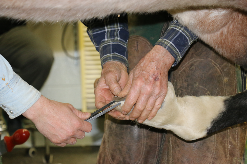 close up photo of farrier Dean Johanningmeier holding a horse's hoof