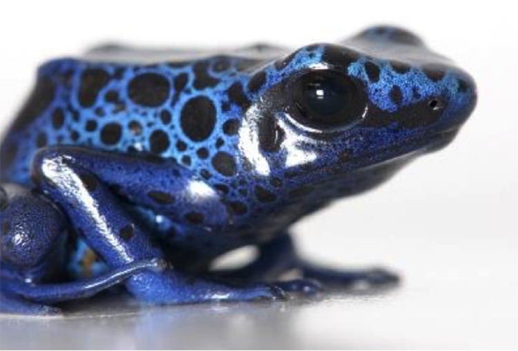 Shiny bright blue frog with black dots