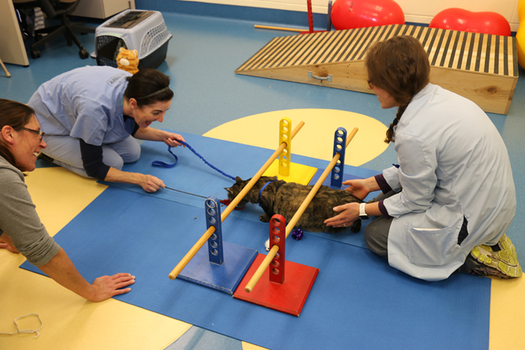 cat crawls under low bars on therapy mat as excited staff look on.