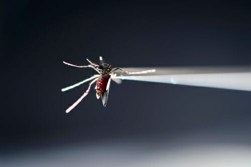 Aliota_mosquito16_4933-500x333