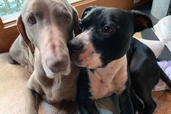 Mila, a senior Weimaraner, and Buddy cuddle up in his new home