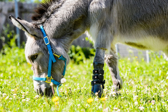Ferguson, a miniature donkey who had a deformed front left hoof, eats grass in a small pasture as he finalizes his recovery from amputation surgery
