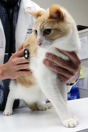 Veterinarian examines cat