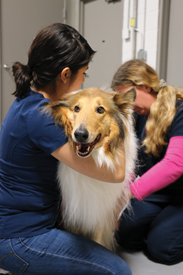Johnie, a six year old collie
