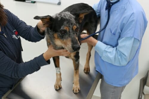 Dog being tended to by 2 people in clinic