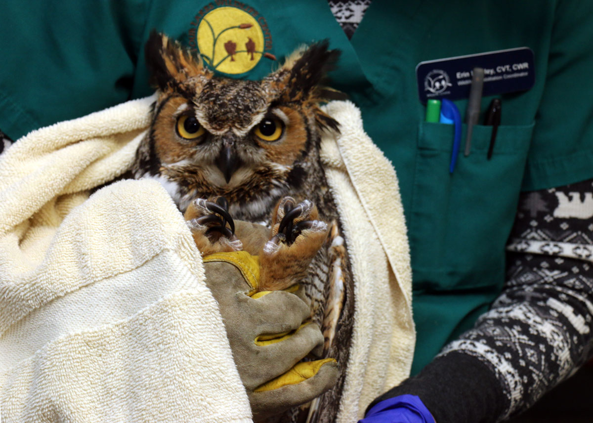 owl at Dane County Humane Socieity Wildlife Center