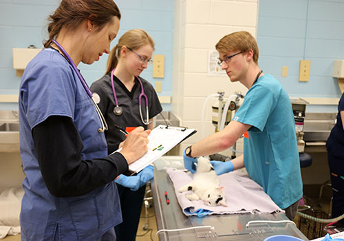 students and a veterinary technician examine a cat