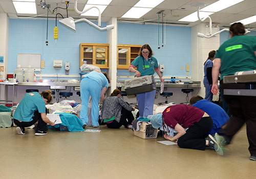 monthly cat spay-neuter clinic at UW School of Veterinary Medicine