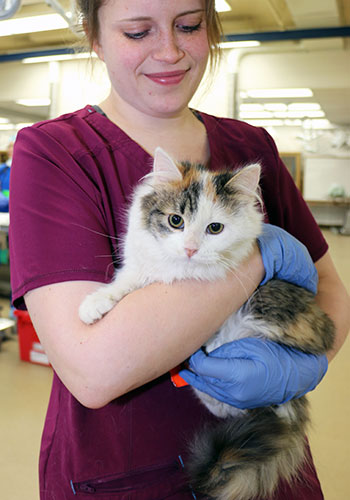 DVM student holds kitten