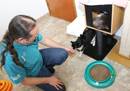 Adam Bauknecht, medical director for Madison Cat Project, pets an occupant of the shelter’s well room