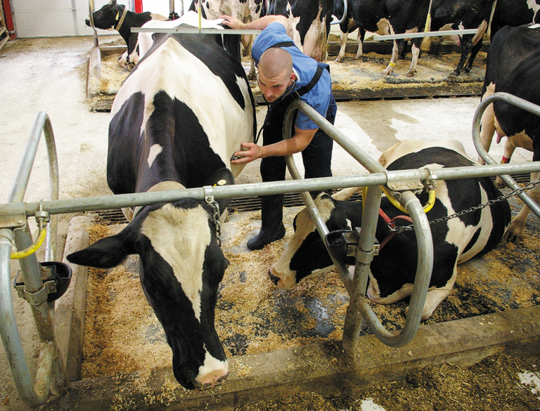 Schnell with cows