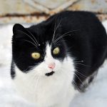 Cat outside in winter