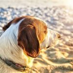 dog in sun on beach
