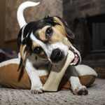 dog chewing bone
