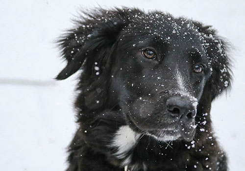 Black dog in snow