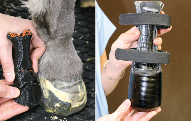 Ferguson donkey 3D bones and prosthesis