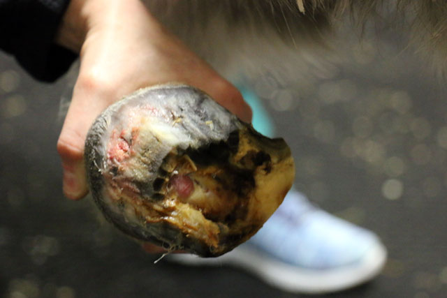 Abscesses in Ferguson's left hoof