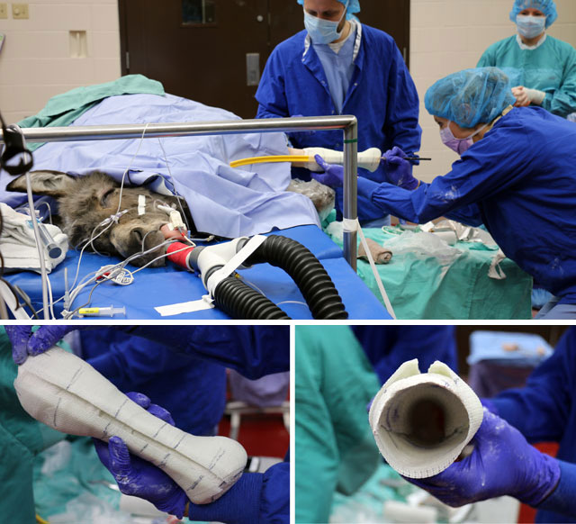 Immediately following the amputation, a mold is made of Ferguson’s left leg to plan the construction of a custom-fit prosthetic foot