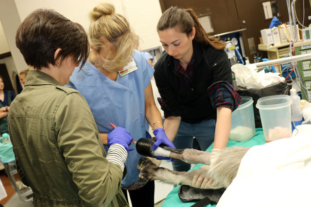 Ferguson’s leg cast and pins are removed and he was fitted with the prosthesis