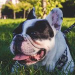 French bulldog in grass