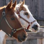 Cougar and Beethoven, two horses, stand side by side in a corral.