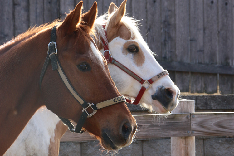Cougar and Beethoven, two horses, stand side by side in a corral.