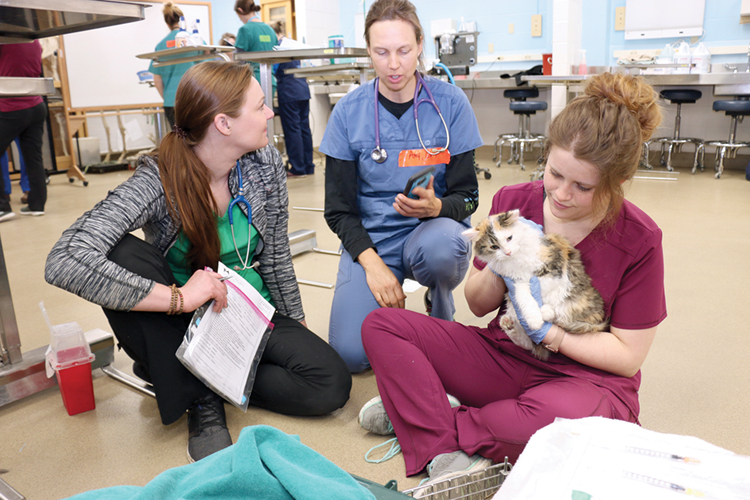 Three women, veterinarian techs and volunteers, sit on floor of clinic with cat during spay and neuter clinic