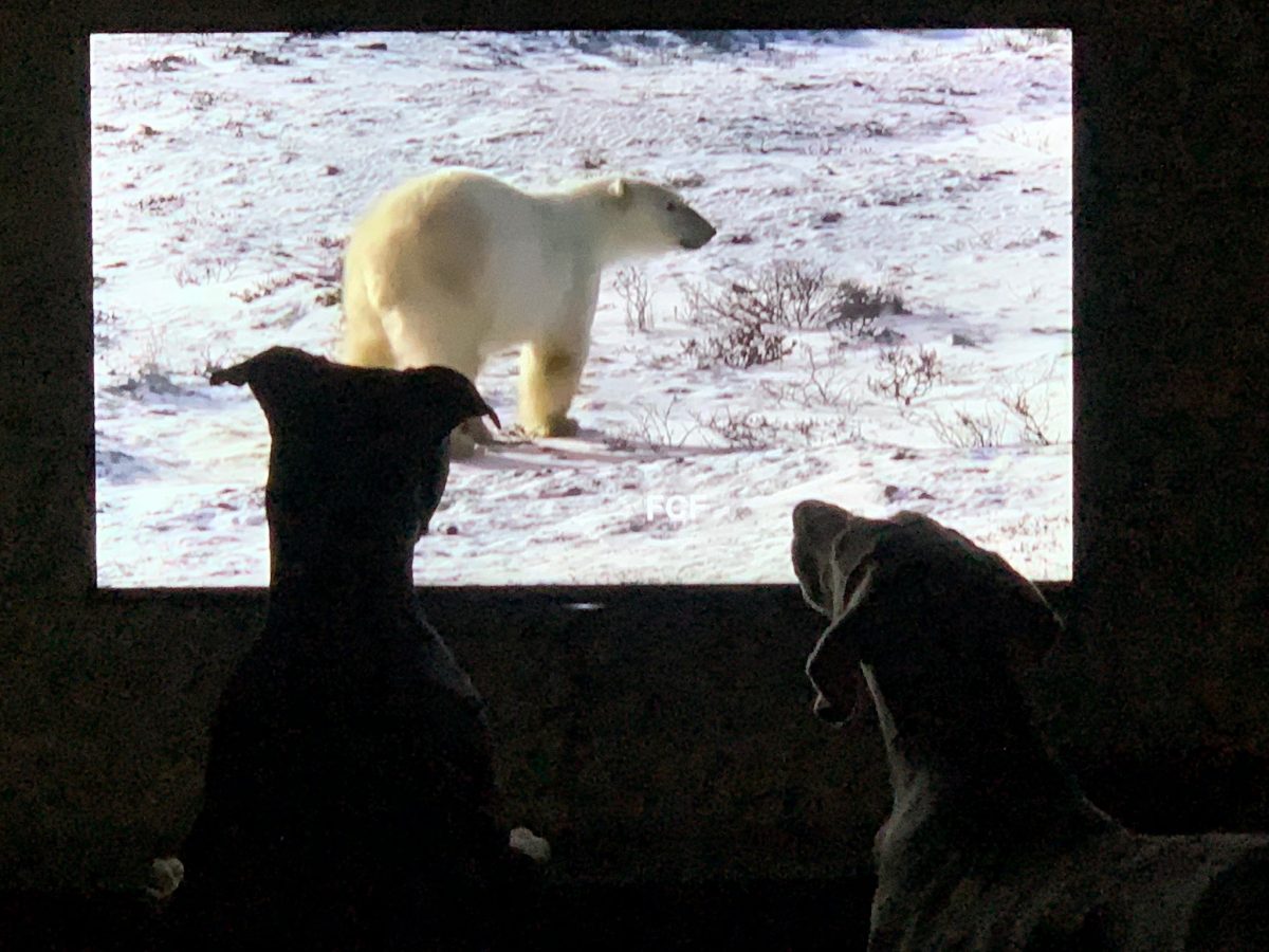 Two dogs sit in front of a TV screen showing polar bear in the snow.