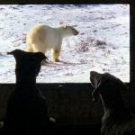 Two dogs sit in front of a TV screen showing polar bear in the snow.