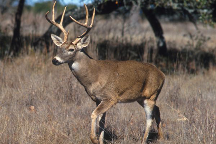 Deer with rack, standing in a field