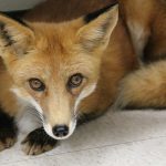 Close up picture of a beautiful young red fox in exam room.