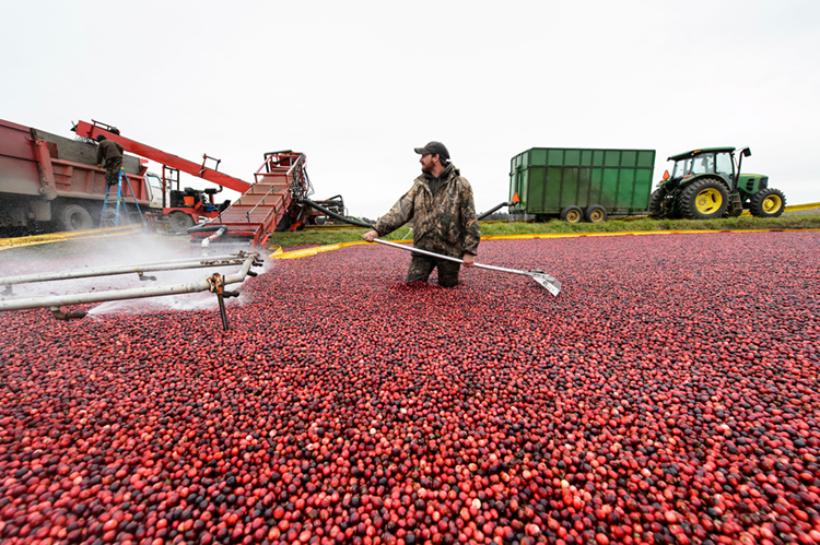 Man standing in red cranberry flooded marsh holds a rake