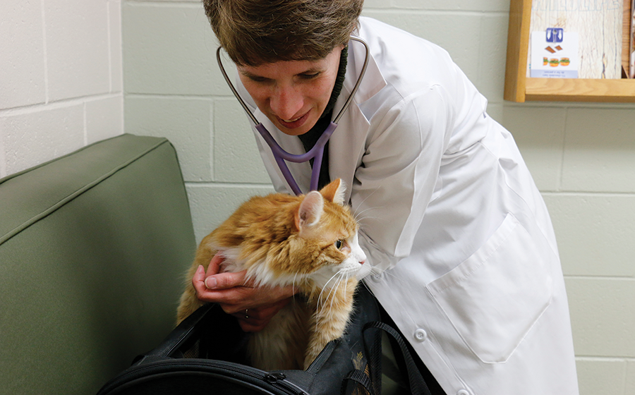 veterinarian lowers cat into carrier
