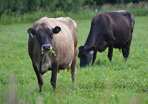 cows grazing in grass
