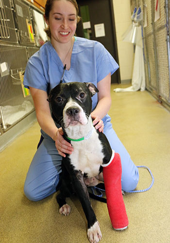 Certified veterinary technician Hali Huff holds patient following orthopedic surgery at UW Veterinary Care