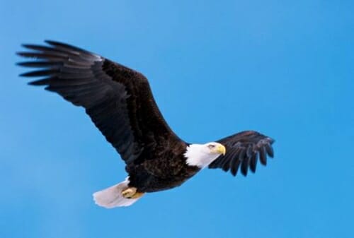 bald eagle in flight