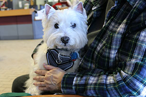 Photo: West Highland White Terrier Amy
