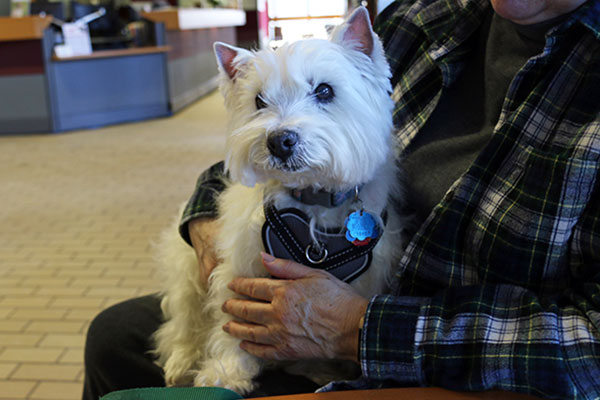 Westie patient of UW Veterinary Care