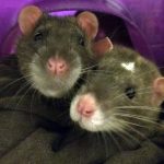 Photo: pet rats Louie and Sammie