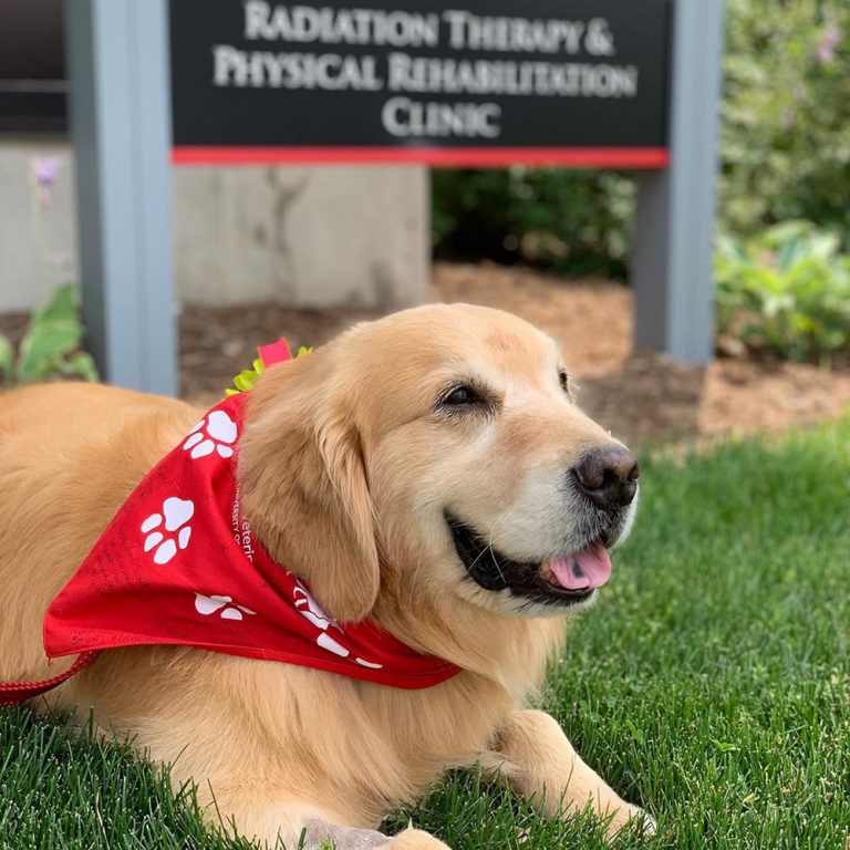 It has benefits for animals with cancer