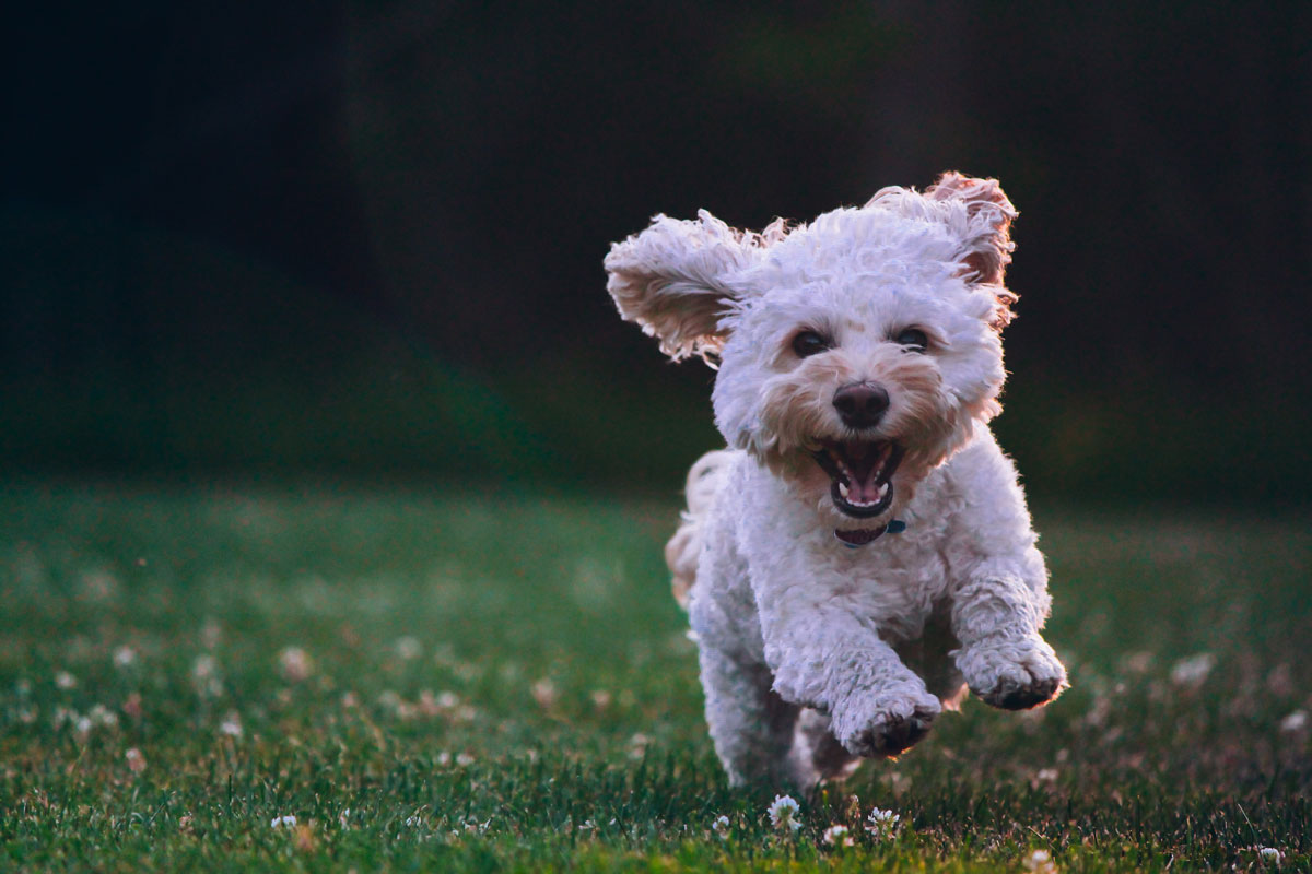 photo: dog running in grass