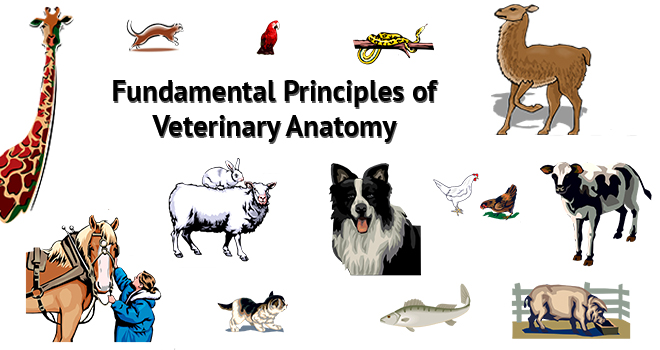 Fundamental-Principles