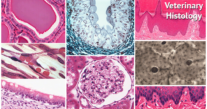 Histology