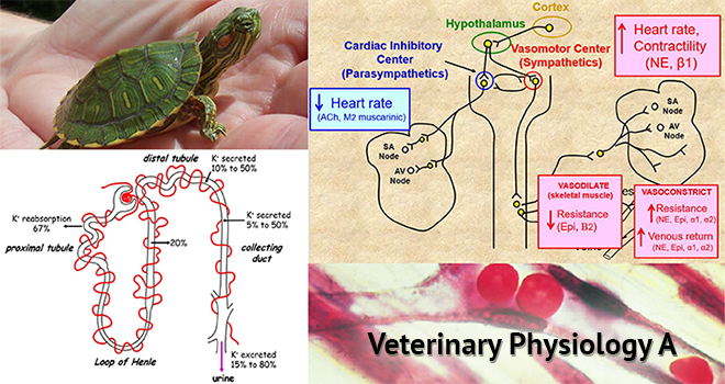 Vet physiology