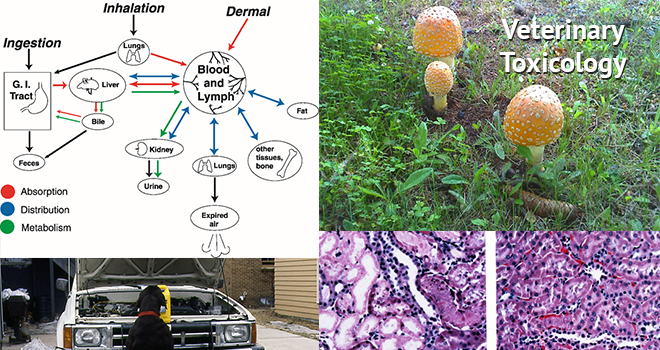 Veterinary Toxicology