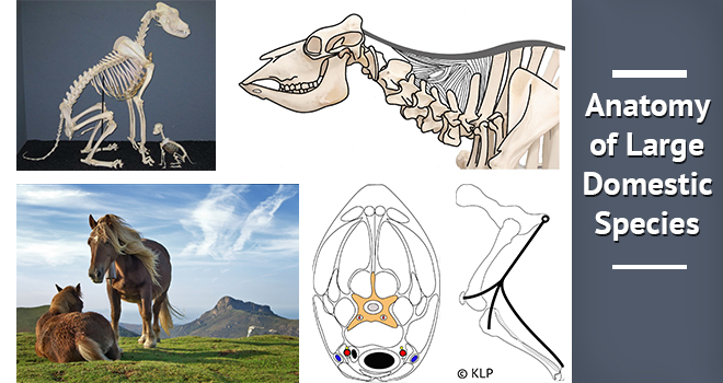 Large Animal Anatomy