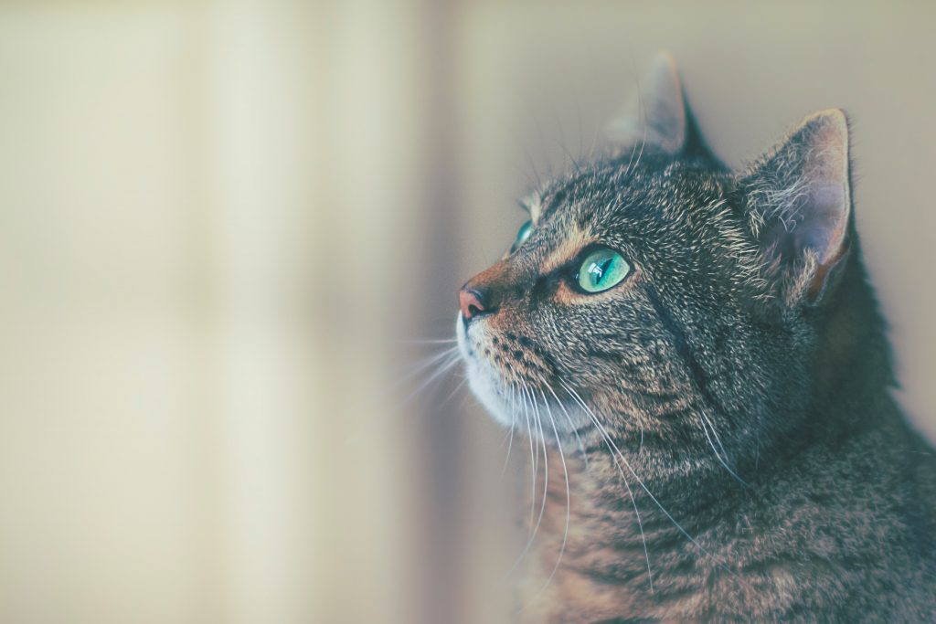 Study Confirms Cats Can Infected With and May Transmit COVID19