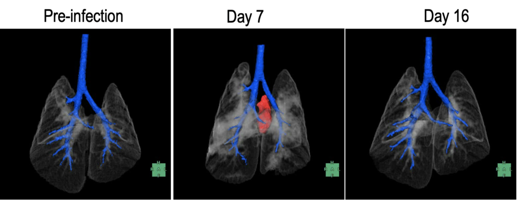 Images of the lungs of hamsters before and after infection with SARS-CoV-2, from CT scans at UW Veterinary Care at the School of Veterinary Medicine
