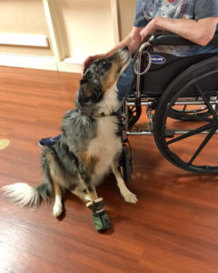 Rayne, border collie patient of UW Veterinary Care
