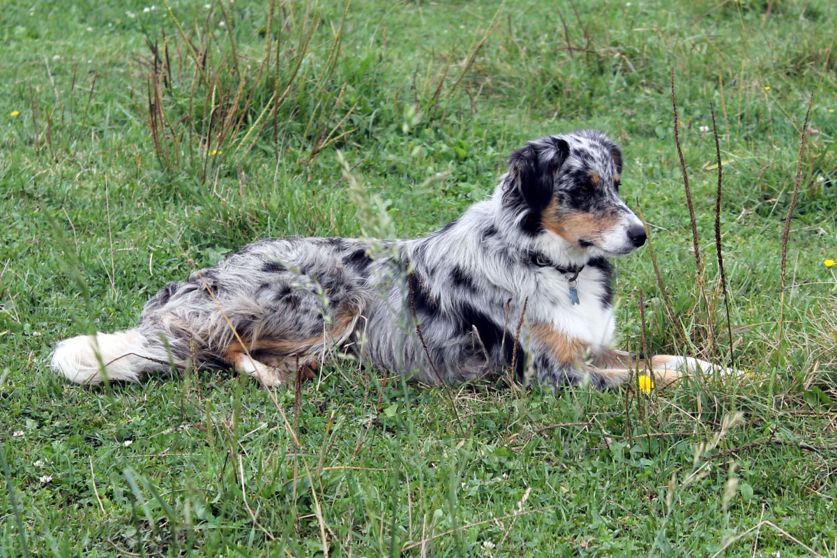 Rayne, border collie patient of UW Veterinary Care